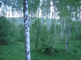 2005 год снято на siemens CX65 камера 0.3 Мп