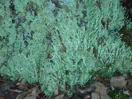 2005 год снято на siemens CX65 камера 0.3 Мп