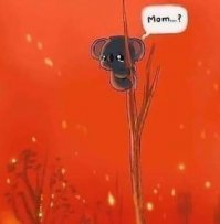 Австралийцы сбрасывают тысячи килограммов моркови и картофеля для голодающих животных