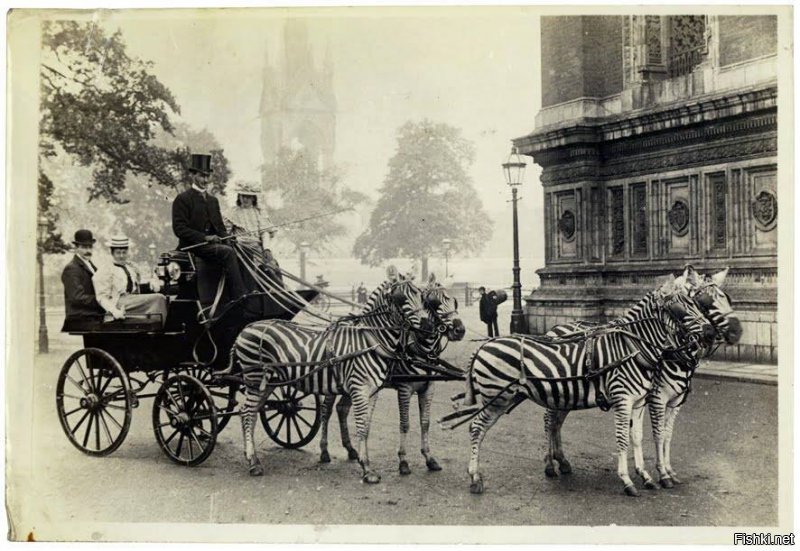 Да что вы знаете о понтах?  На фото ретро-понт: Леопольд Рокфеллер в карете, запряженной зебрами. London, 1898