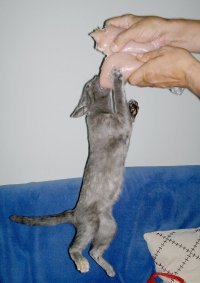 Нормальная кошка - наши почти все так в юности делали.