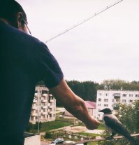 В нашем городе жила ручная ворона Карвин - хорошая семья птицу приютила, когда она была маленькой, а потом ворона выросла и стала улетать. Но, так как ворону воспитывали в любви и ласке, то она выросла очень общительной, любознательной и бесстрашной. Весь город радовался встрече с Карвином - люди отписывались в комментариях, когда и где познакомились с Карвином, как его покормили. Даже к нам на балкон прилетал - мы подкармливали и общались с Карвином. Но пару месяцев назад он перестал прилетать, вестей мы тоже больше о нём не видели: боюсь, что его доверчивость и любознательность плохо для него закончились.... Может злые люди прибили птичку