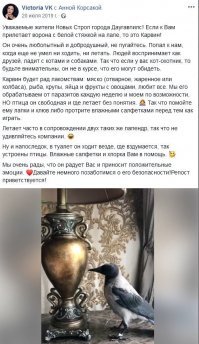 В нашем городе жила ручная ворона Карвин - хорошая семья птицу приютила, когда она была маленькой, а потом ворона выросла и стала улетать. Но, так как ворону воспитывали в любви и ласке, то она выросла очень общительной, любознательной и бесстрашной. Весь город радовался встрече с Карвином - люди отписывались в комментариях, когда и где познакомились с Карвином, как его покормили. Даже к нам на балкон прилетал - мы подкармливали и общались с Карвином. Но пару месяцев назад он перестал прилетать, вестей мы тоже больше о нём не видели: боюсь, что его доверчивость и любознательность плохо для него закончились.... Может злые люди прибили птичку