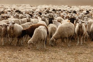 Что люди думают о пенсионной реформе сегодня. Беспрецедентный соцопрос АКСИО-8