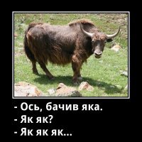 В Китае ел мясо яка... Нормально, только чуть жестковато...