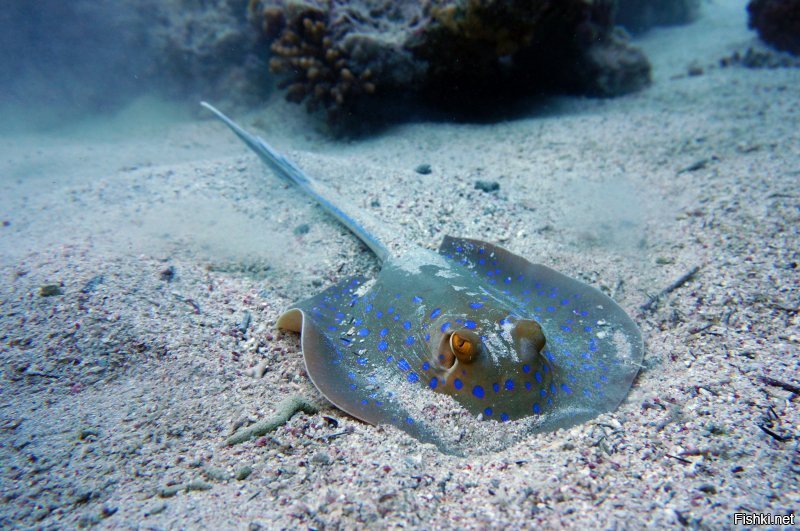 Выбраны лучшие подводные фото года