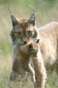 По-моему - похоже)