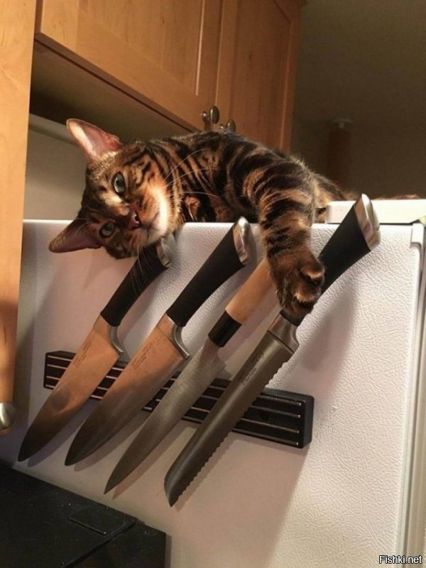 Страшнее кошки зверя нет