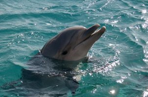 Темная сторона дельфинов