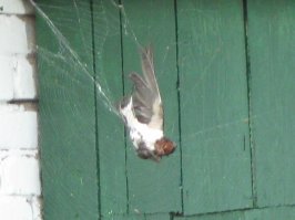 Ласточка попала в паутину. Фото мое. Приморский край.