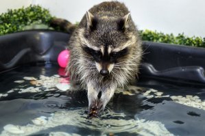 Не вставилось.