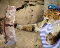 Смелый кот не испугался зашедших на его территорию койотов