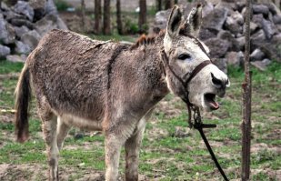 Твоя машина, когда ты не умеешь пользоваться предлогом "из":