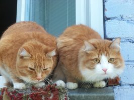 Интересные факты в интересных фото