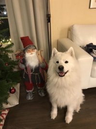 Это моя собака!:)) зовут Умка! Вот так, публикуешь самодельный мем, а через три года пролистывая ленту на него натыкаешься!
