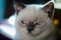 Прикольные и смешные картинки