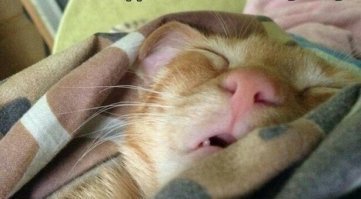 Хоть и надоели эти кошаки в тырнете, но этот зачОтный.