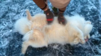 Прикольные и смешные картинки