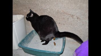 Кокорин забил свой первый (и единственный) гол за «Зенит» в 2020 году