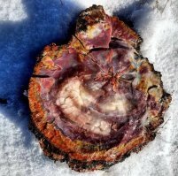 Интересные факты в интересных фото