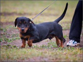 Вот вам еще ротвейлер....болел просто в детстве.