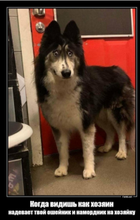 Косоглазая хаски стала звездой интернета