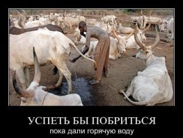 Племя в Южном Судане считает коров валютой