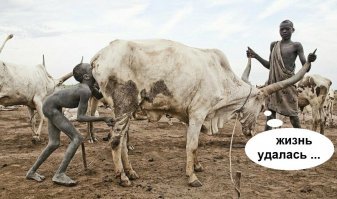 Племя в Южном Судане считает коров валютой