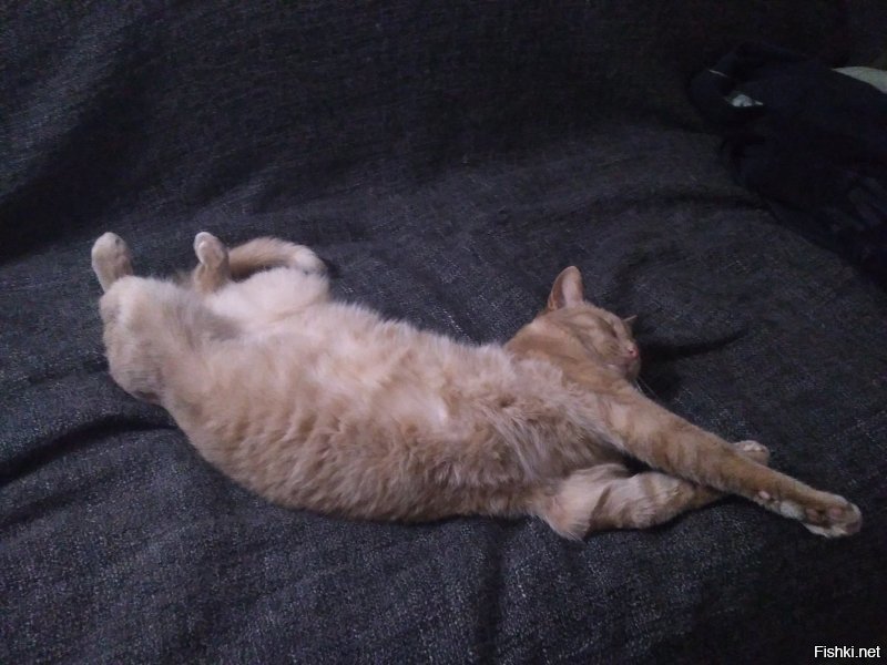 Я своего утырка на даче подобрал котёнком - теперь я его раб )))