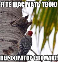 Почему дятел не получает сотрясение мозга?