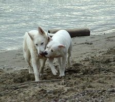 ну так кто из нас пишет фигню?
швейцарская или американо-канадская действительно были выведены из белых отбраковок немцев и зарегистрированы, но они не называются белыми немецкими овчарками. далее, у американо-канадцев щенки белые, а на фото? стандарт немцев по цвету читать будем?
на фото моя американская бульдога, будучи подростком, и американо-канадская взрослый кобель