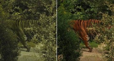 Травоядные не видят оттенки красного.