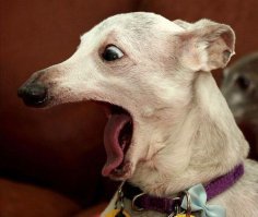 А если хозяйка кобель?