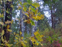 От меня кусочек леса.