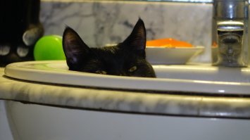 Наглые морды котеек