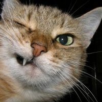 Кот дебошир-горе семье.