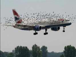 Ситуация - страшная. Хоть одна птичка попадёт в двигатель на посадке - самолёт рухнет.