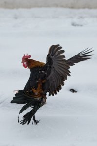 Нет петухи- красавцы
Год работал в парке ,где содержалось около 60 пород кур , а это петух и 4-6 курочек 
Так вот каждый петух так своих защищал
А утром ...ммм какафония
Стоит одному спеть кукареку ...все заливаются 
Офигенный хор
Настроение на весь день 
фото моё)))