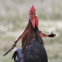 В Индии вооружённый петух убил человека