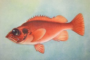Морского окуня в продаже с головой ни разу не видел