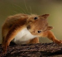 Прикольные и смешные картинки