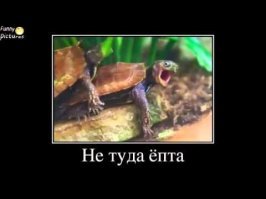 Прикольные и смешные картинки