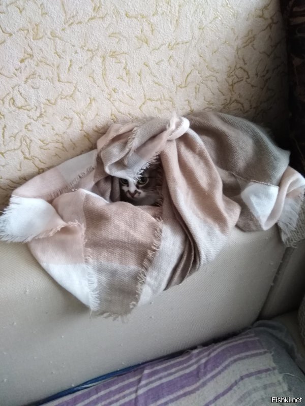 На самом деле один динозавр выжил, это креслоцарапторс!