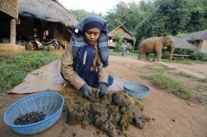 юбители диковинок с большим количеством капусты любят понты. Больше всего любителей особого ароматного с нежным карамельным вкусом кофе лювак в Японии. Огромная прибыль от продажи ” кофе лювак ” надоумила трудолюбивых, предприимчивых тайцев организовать производство кофе с помощью желудка слонов. Поэтому на севере Таиланда была создана ферма – зоопарк. Желудки стада из 20 слонов занимаются переработкой кофейных зерен для элитного кофе Black Ivory Coffee (Черный Бивень или Черная Слоновая Кость). Желудок слона во много раз больше желудка маленького хищного зверька лювака (он же муссанг). Кофейные бобы более суток находятся в желудке слона в соседстве со специальным рационом из овощей, бананов и сахарного тростника. За это время зерна кофе пропитываются фруктовым и овощным запахом, обрабатываются желудочным соком, меняют свой химический состав и выводятся естественным путем наружу, т.е. в виде какашек). Так как слоны вегетарианцы, то экстремалы – веганы должны отдать явное предпочтение Блэк Айвори, а не циветтовому кофе. Что бы получить 1 кг кофе нужно скормить животному 33кг отборных зерен Thai Arabika, собранных вручную на высокогорных кофейных плантациях 
Ветеринары периодически проверяют уровень кофеина в крови слона. Поэтому стоимость кофе для избранных поднимается до 1100$ за кг. Эксклюзивное кофе предлагают только в дорогих отелях Anantare на Мальдивах и в Заповеднике “Золотой треугольник” между Бирмой, Лаосом и Таиландом. Стоимость одной чашечки кофе всего 50$. Новый сорт эксклюзивного, оригинального кофе продается в очень ограниченном количестве – только 60кг было предложено на продажу в прошлом году. На разработку нового сорта кофе ушло 300000$.
Любители кофе, попробовав новый сорт кофе, Блек Айвари отмечают необычный вкус, которому трудно подобрать эпитеты – это своеобразный приятный вкус и ни с чем не сравнимый аромат.