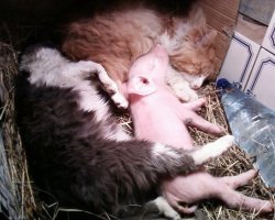 Вот она, дружба.