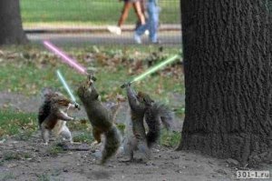 Белки разносторонние личности