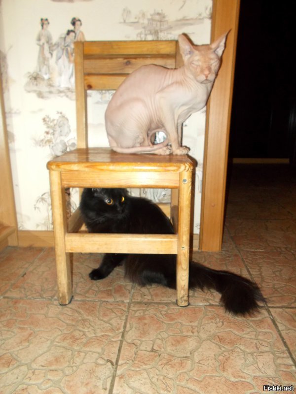 26 способов облегчить себе жизнь для котовладельцев