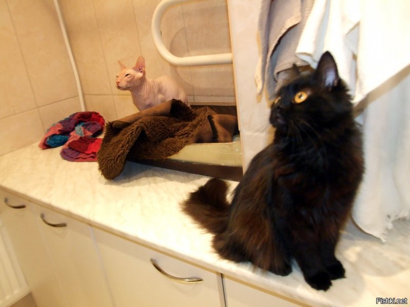 26 способов облегчить себе жизнь для котовладельцев