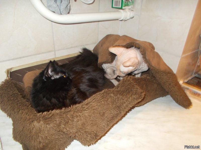 26 способов облегчить себе жизнь для котовладельцев