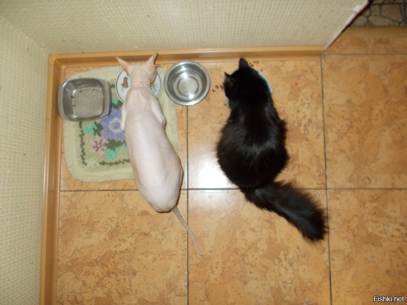 26 способов облегчить себе жизнь для котовладельцев